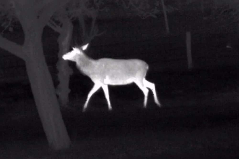 DIPOL TFA 2.0 günstig kaufen bei NIGHTHUNTER 24